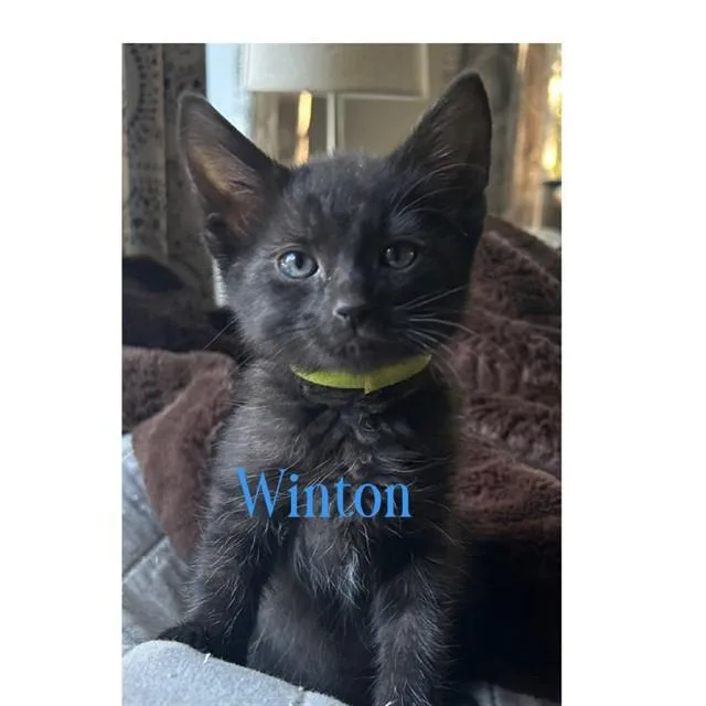 A baby medium-sized male Domestic Medium Hair cat named Winton for adoption in Auburn, CA