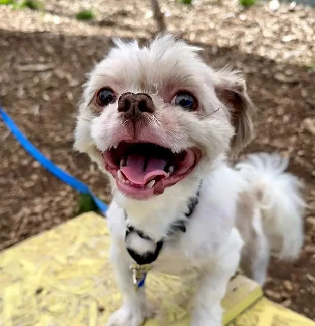An adult small-sized male Shih Tzu dog named Coco for adoption in Leesburg, VA