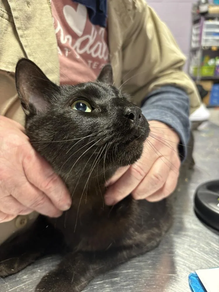 An adult large-sized male Black Domestic Short Hair cat named Ferris for adoption in Ferndale, MI