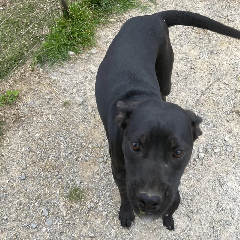 Piper Peppy thumbnail 2