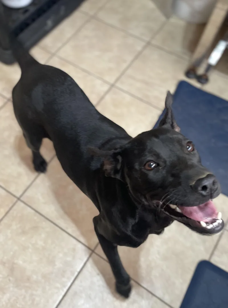 Piper Peppy thumbnail 3