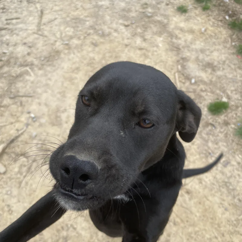 Piper Peppy thumbnail 4