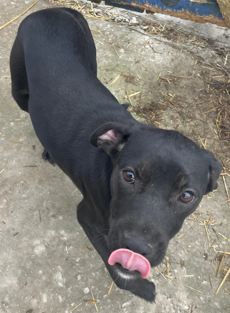 Piper Peppy thumbnail 5