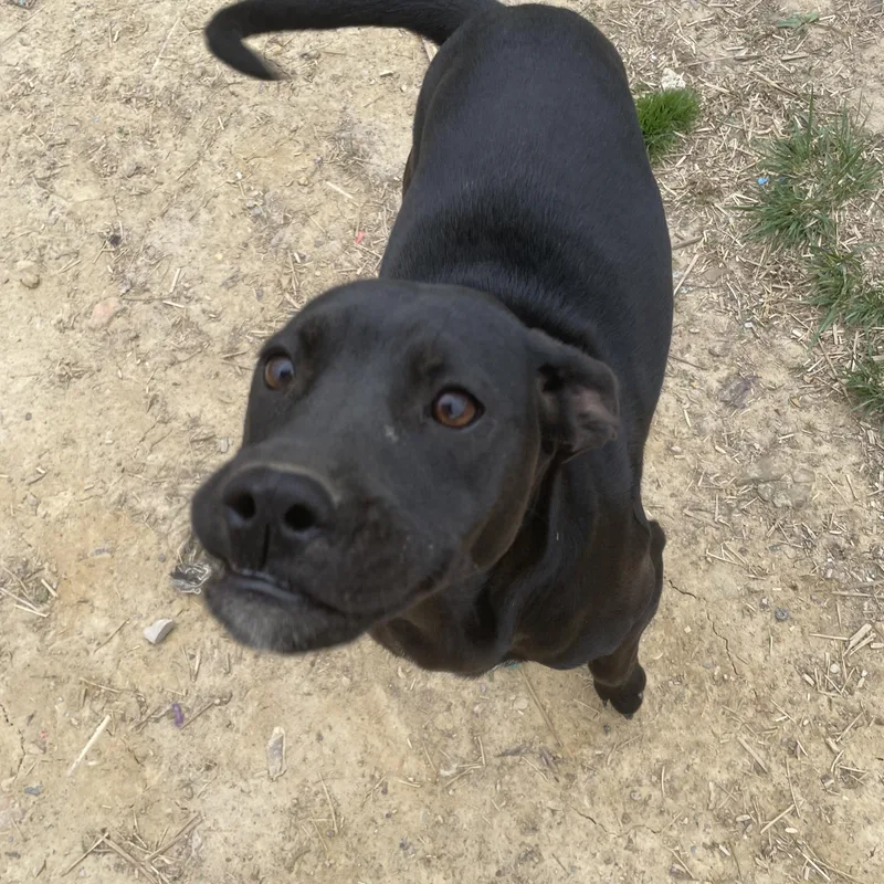 Piper Peppy thumbnail 6