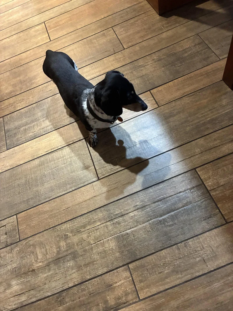 A senior small-sized male Dachshund dog named Jabba for adoption in Austin, TX