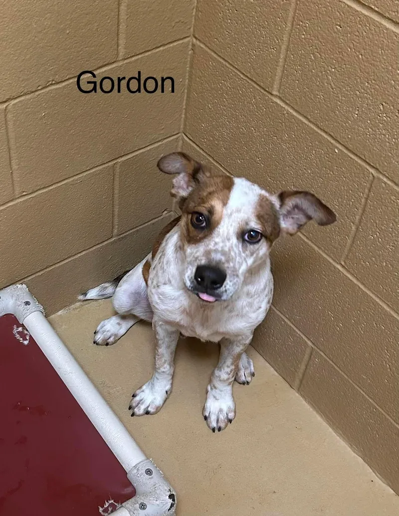 A young medium-sized male Red / Chestnut / Orange Australian Cattle Dog / Blue Heeler dog named Gordon for adoption in Fort Collins, CO