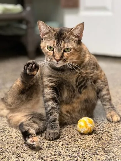 Cheyenne thumbnail 2