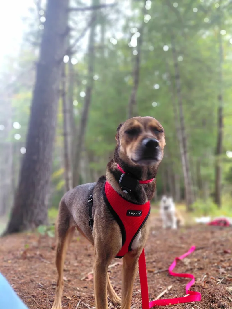 An adult small-sized female Mixed Breed dog named Veda for adoption in Brooklyn, NY