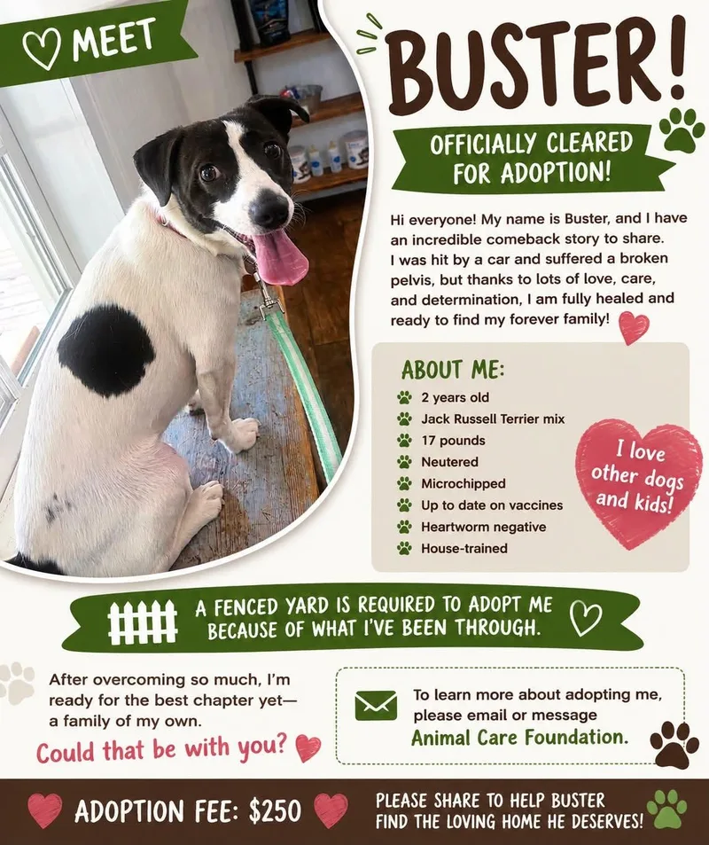 A young small-sized male Tricolor (Brown, Black, & White) Jack Russell Terrier dog named Buster for adoption in Lexington, NC