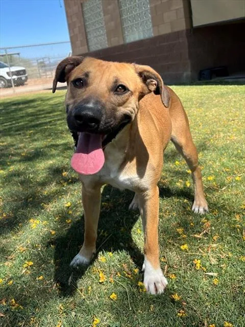 A young medium-sized female Shepherd dog named Honey Buns for adoption in Thousand Palms, CA