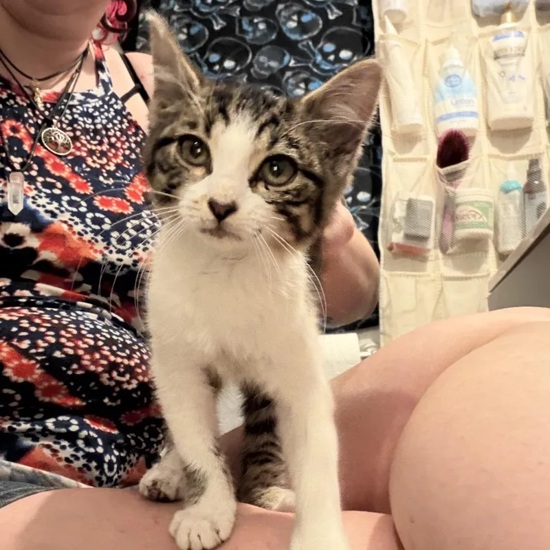 A baby small-sized female Buff / Tan / Fawn Domestic Short Hair cat named Sky for adoption in Wichita, KS