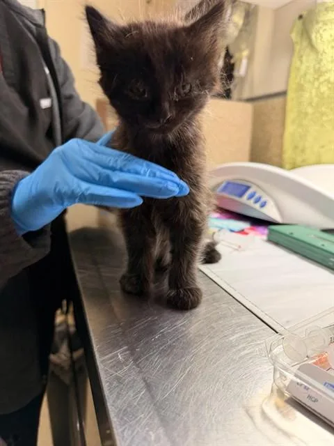 A baby small-sized male Domestic Short Hair cat named Carlisle for adoption in Riverside, CA