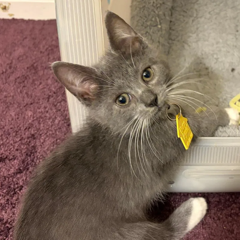 A baby small-sized male Gray / Blue / Silver Domestic Short Hair cat named Tiramisu for adoption in Springfield, MA