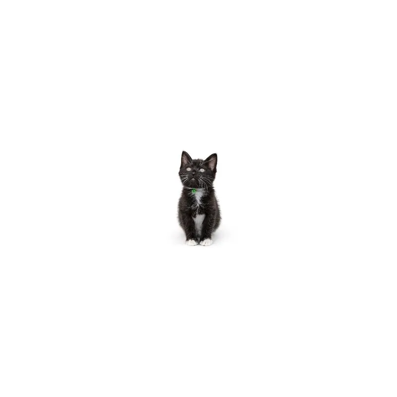 A baby small-sized male Black Domestic Short Hair cat named Slurpee for adoption in Playa Vista, CA