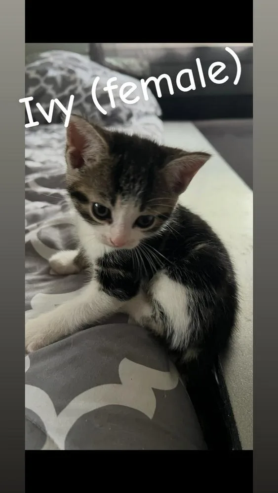 A baby small-sized female Black & White / Tuxedo Domestic Short Hair cat named Ivy for adoption in Telford, PA