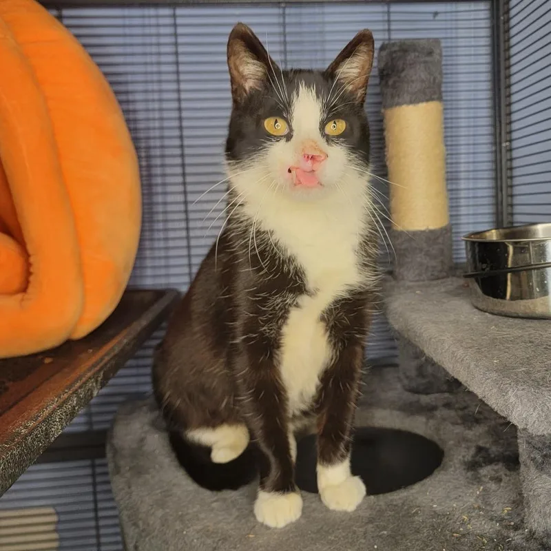 An adult medium-sized female Black Domestic Short Hair cat named Zara for adoption in Kansas City, MO