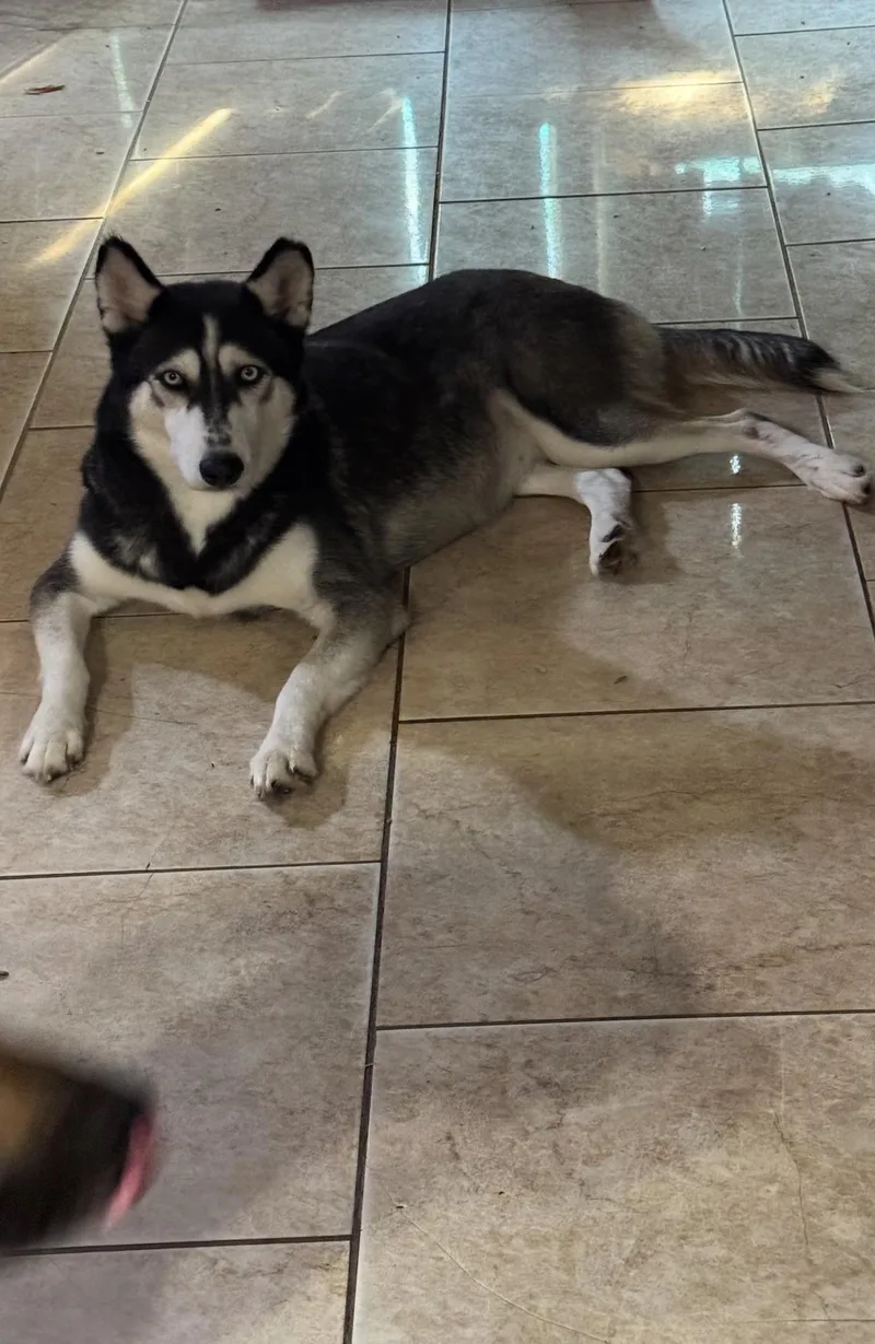 An adult medium-sized female Siberian Husky dog named Bluebell for adoption in Sumter, SC