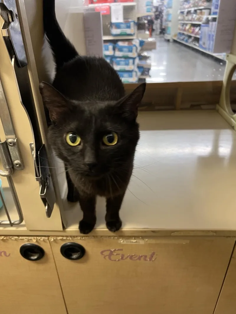 A young medium-sized female Black Domestic Short Hair cat named Shuri for adoption in Camden, SC