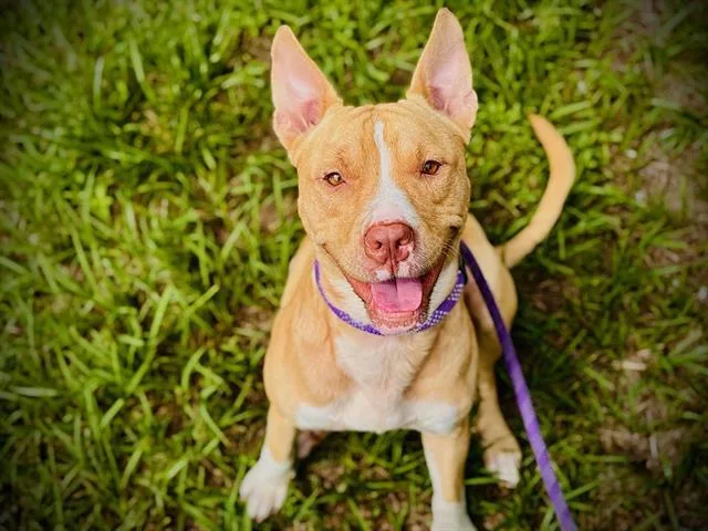 A young large-sized male Pit Bull Terrier dog named Kane for adoption in Orlando, FL