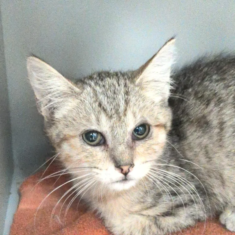 A baby small-sized female Brown / Chocolate Domestic Short Hair cat named Melody for adoption in Reno, NV