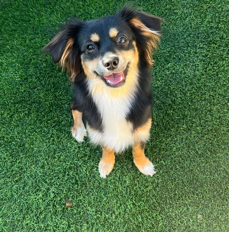 Rocket
