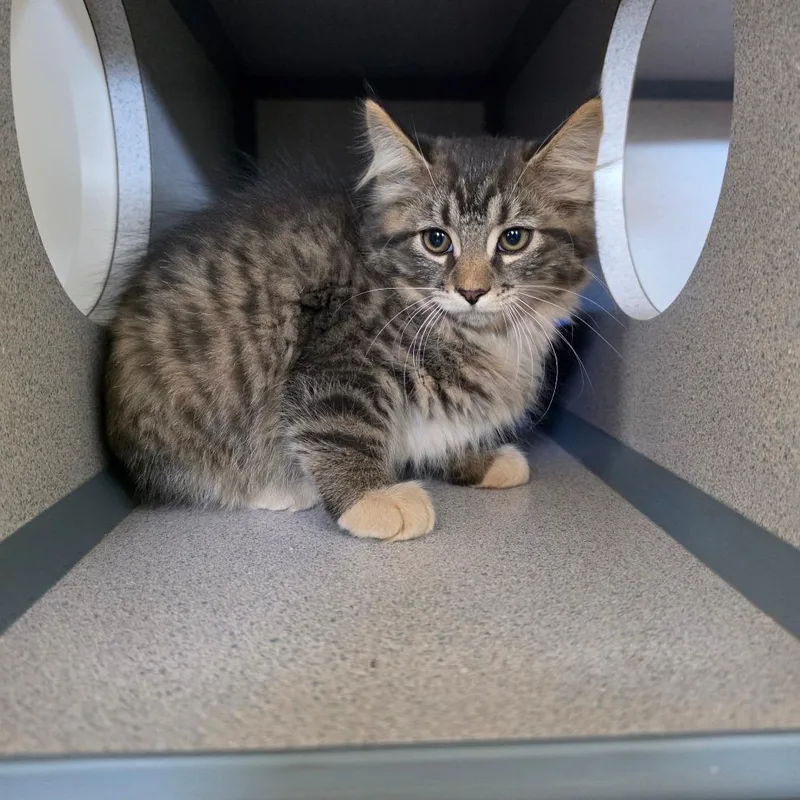 A baby small-sized male Domestic Long Hair cat named Sherlock for adoption in Marshalltown, IA