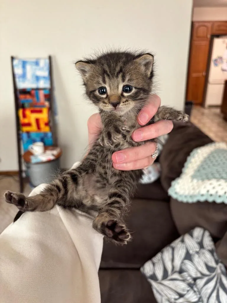 A baby small-sized male Domestic Short Hair cat named Miso for adoption in Algona, IA
