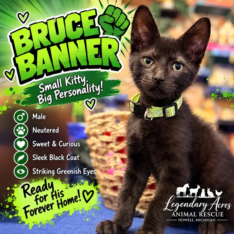 A baby medium-sized male Black American Shorthair cat named Bruce Banner for adoption in HOWELL, MI