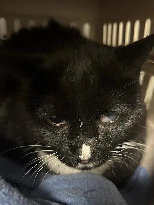 An adult large-sized male Domestic Short Hair cat named Binx for adoption in Las Vegas, NV