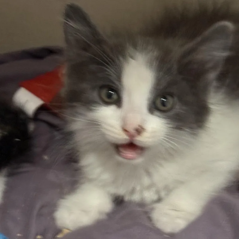 A baby small-sized female Gray / Blue / Silver Domestic Medium Hair cat named Claire for adoption in Fresno, CA