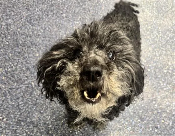 A senior small-sized female Poodle dog named Barbara for adoption in Anchorage, AK