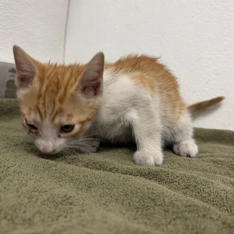 A baby small-sized male Orange / Red Domestic Medium Hair cat named Haccstray for adoption in Henderson, NV