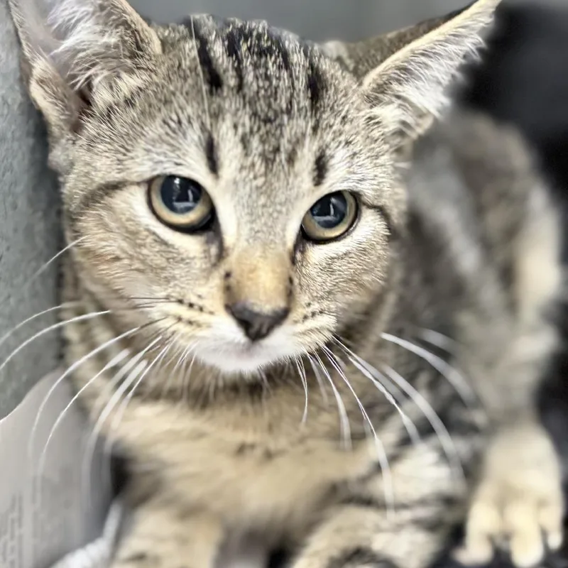 A baby small-sized female Gray / Blue / Silver Domestic Short Hair cat named Syrax for adoption in Tyler, TX