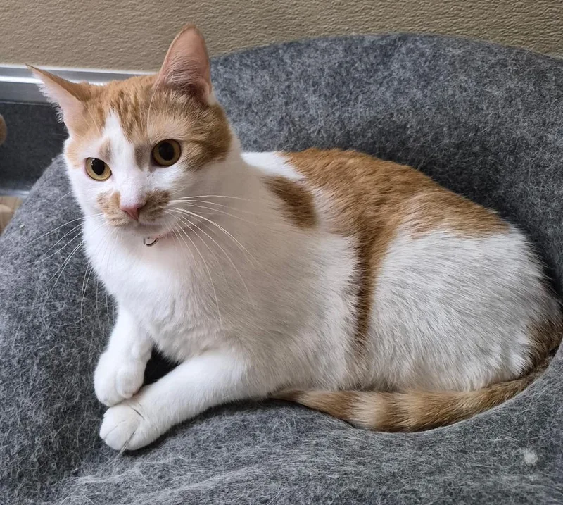 An adult medium-sized male Orange & White Domestic Short Hair cat named Oliver for adoption in Tomah, WI