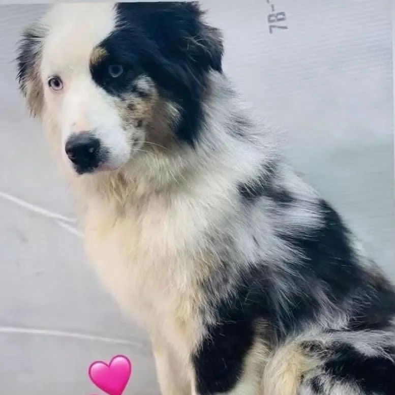 An adult medium-sized male Australian Shepherd dog named Cooper for adoption in Huntington, WV