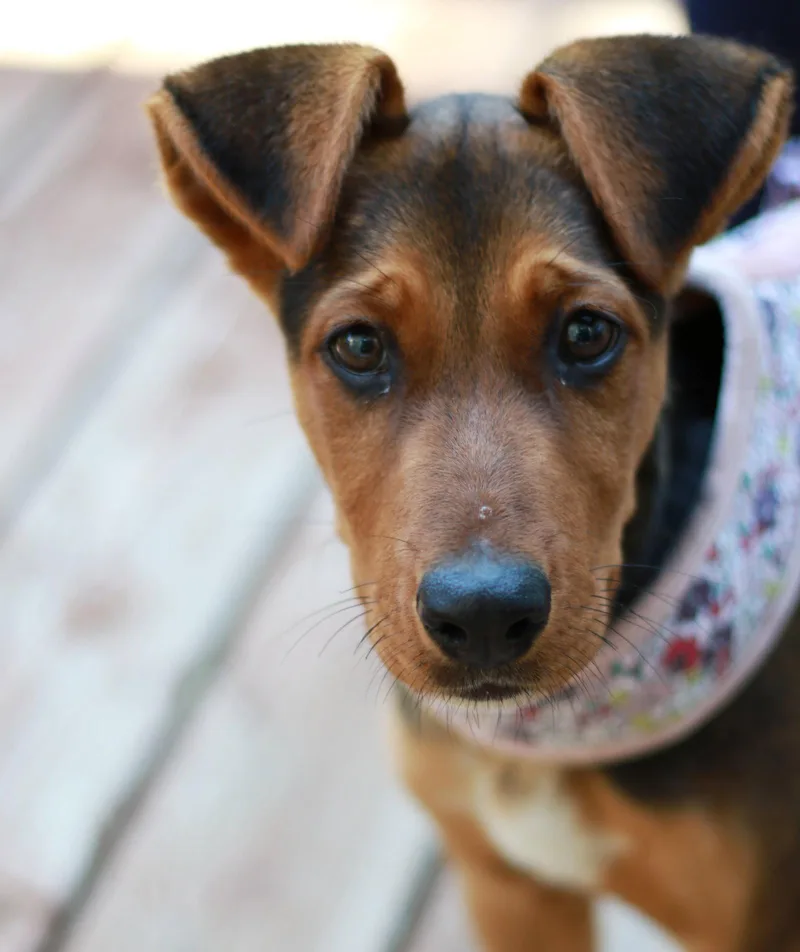 A baby large-sized female Collie dog named Reba for adoption in Mankato, MN