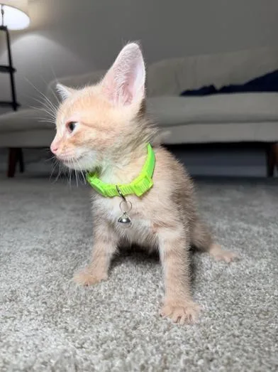 A baby small-sized male Tabby (Buff / Tan / Fawn) Domestic Short Hair cat named Crouton for adoption in Liverpool, TX