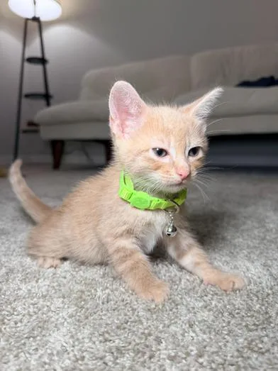 Crouton thumbnail 2