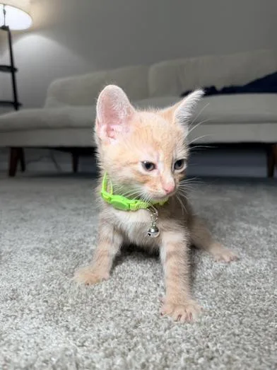 Crouton thumbnail 3