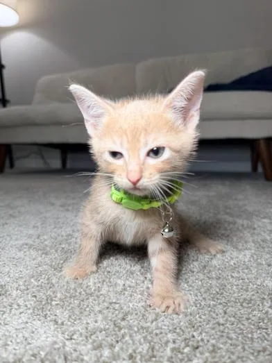 Crouton thumbnail 6