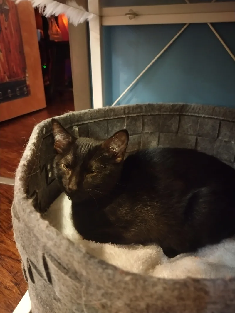 Coney Dog thumbnail 2