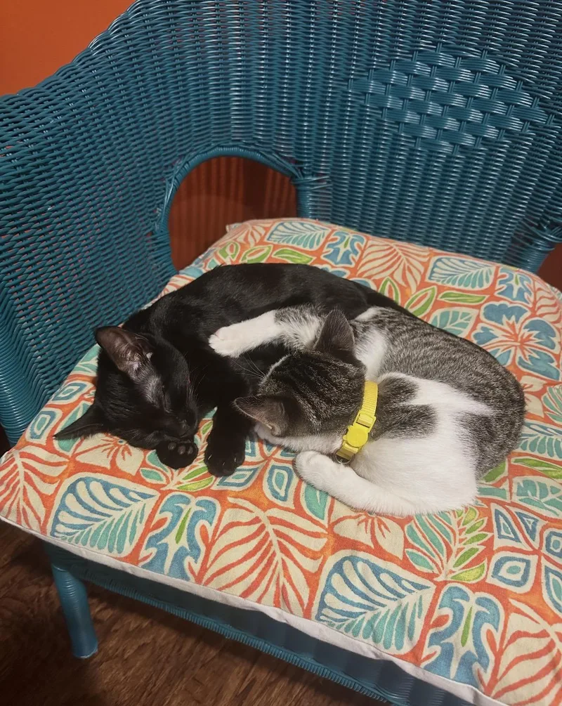 Coney Dog thumbnail 3