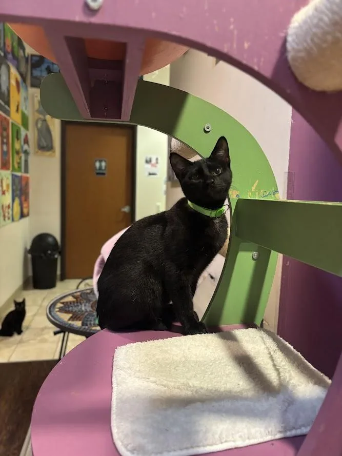A baby small-sized male Black Domestic Short Hair cat named Coney Dog for adoption in The Colony, TX