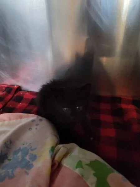 A baby small-sized female Domestic Short Hair cat named Cleopatra for adoption in Cleveland, TN