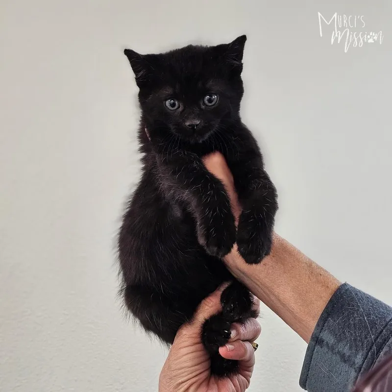 A baby medium-sized male Domestic Short Hair cat named Brooks for adoption in Spokane , WA