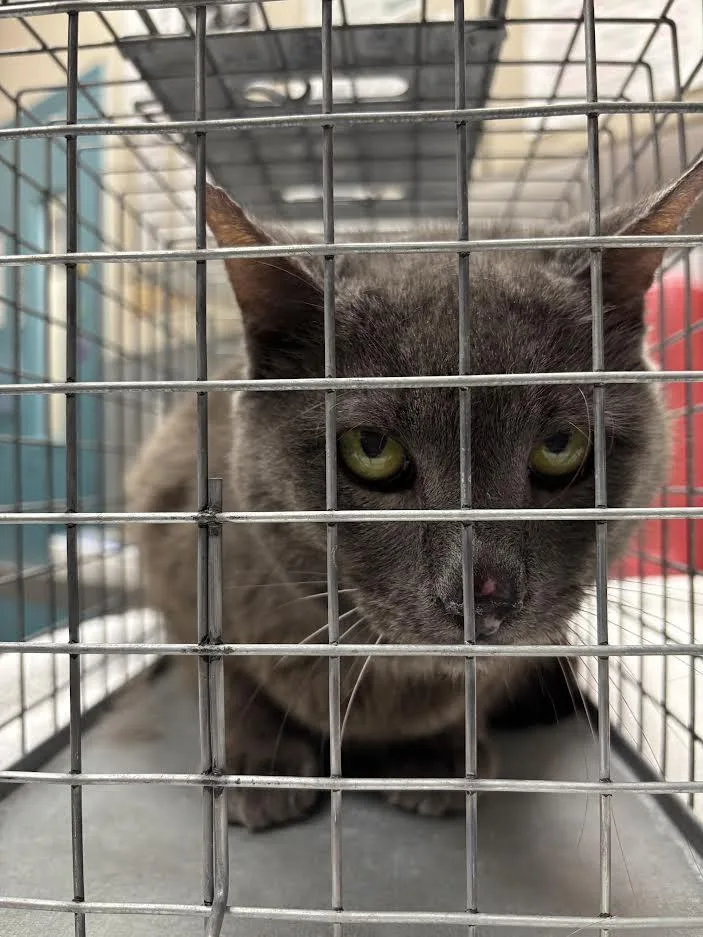A senior large-sized male Domestic Short Hair cat named Timo for adoption in Las Vegas, NV