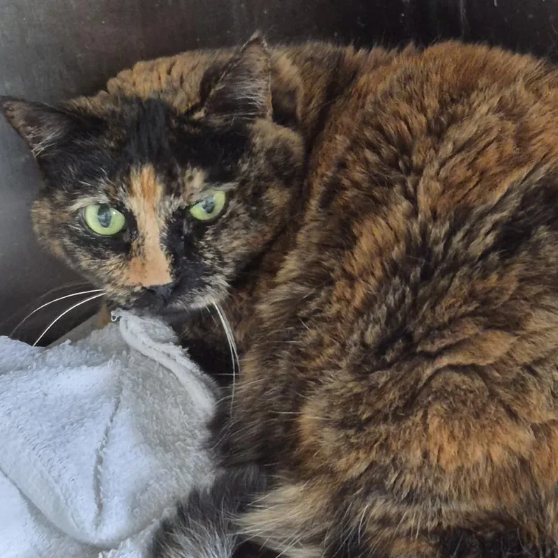 A senior large-sized female Tortoiseshell Domestic Short Hair cat named Charlotte FL for adoption in Natick, MA
