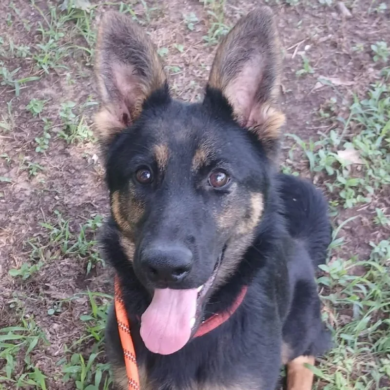 A baby medium-sized female Black German Shepherd Dog dog named Freya for adoption in Wadena, MN