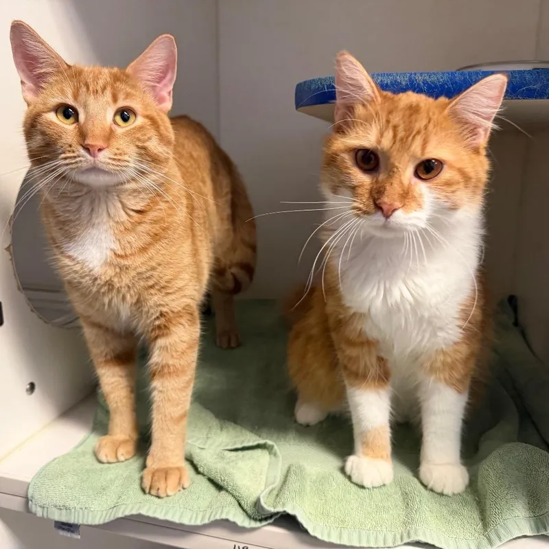 Edmund and Aslan