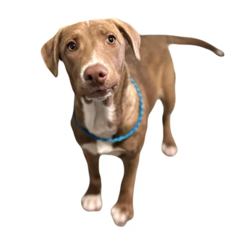 A young medium-sized female Labrador Retriever dog named Lucy for adoption in Red Bluff, CA